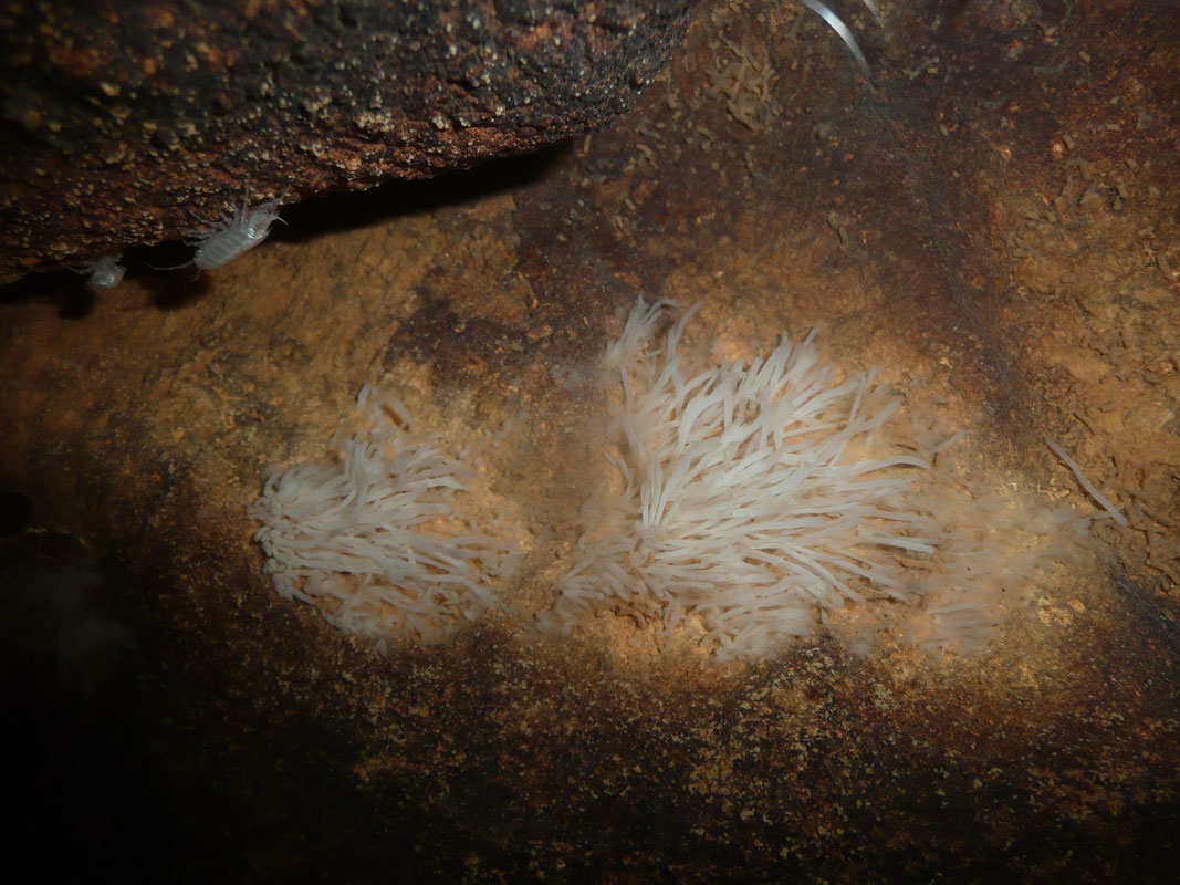 Bacterial colony