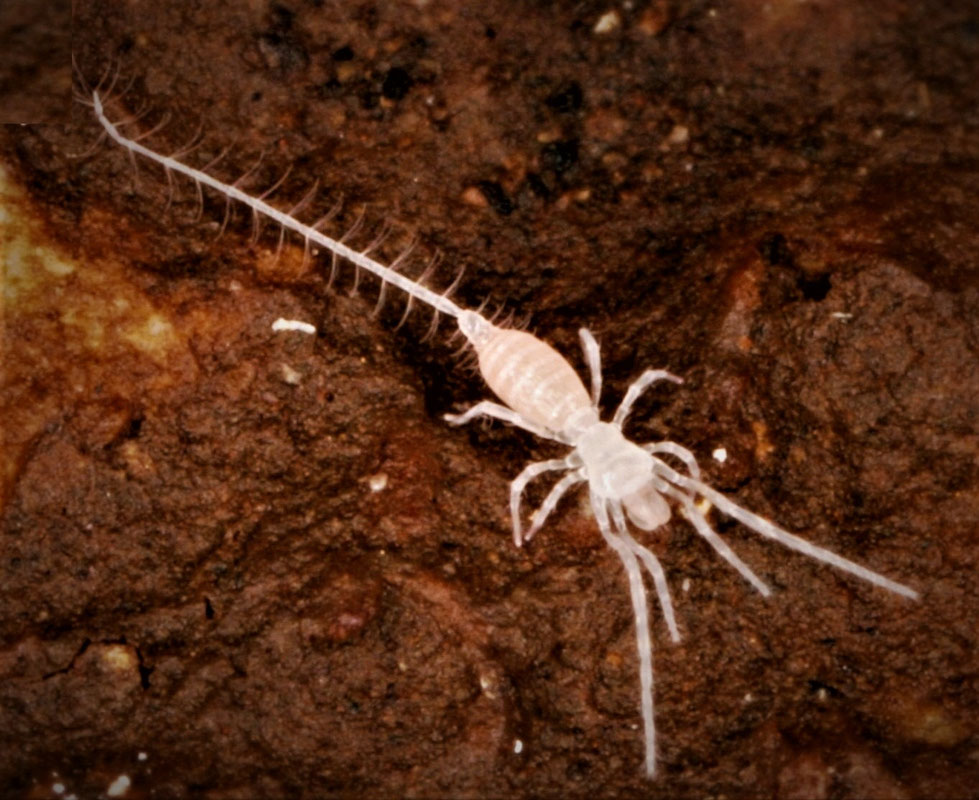 Eukoenenia remyi