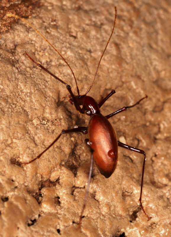 Hadesia vasiceki