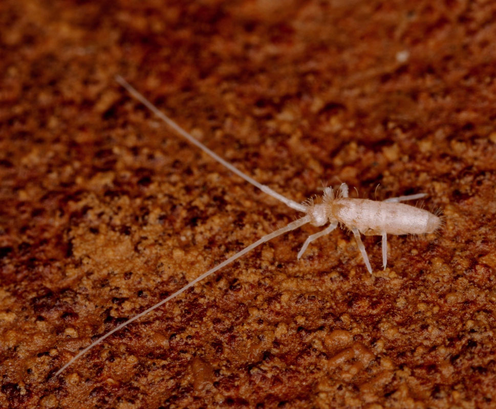 Heteromurus longicornis