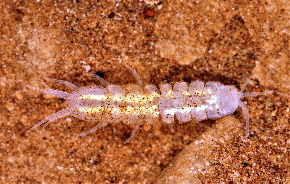 Proasselus hercegovinensis
