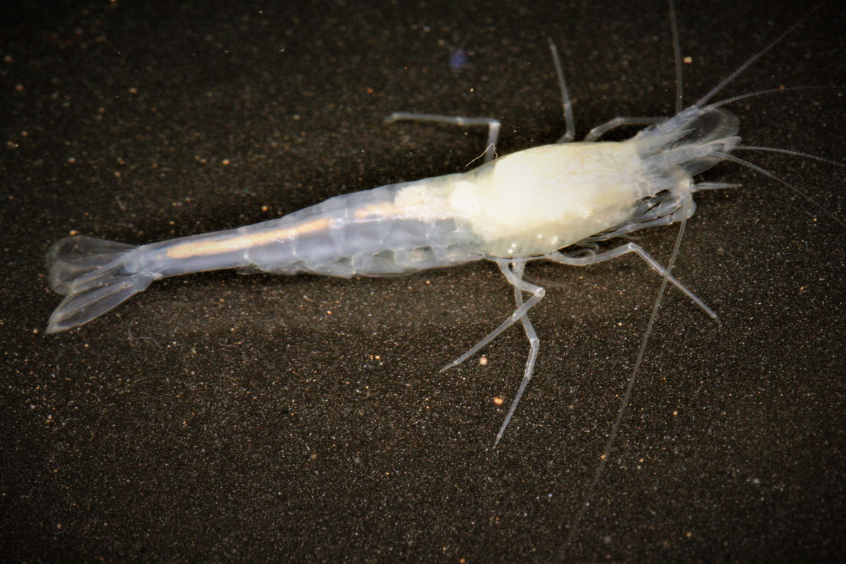 Troglocaris hercegovinensis