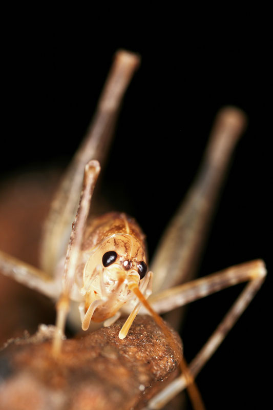 Troglophilus