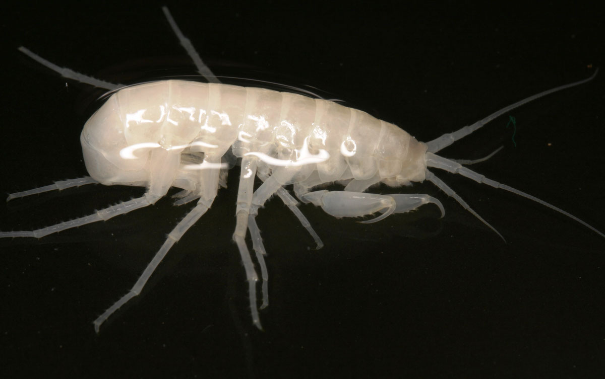 Typhlogammarus mrazeki